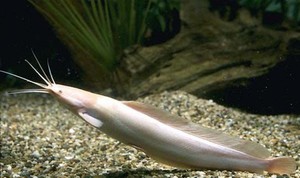 מיני שפמנונים פופולריים באקווריום, שמותיהם, תיאוריהם ותמונותיהם