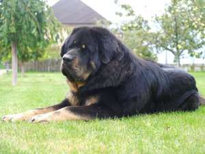 מראהו של המסטיף הטיבטי