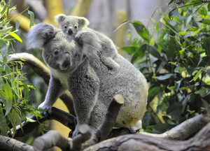 קואלה עם התינוק שלה