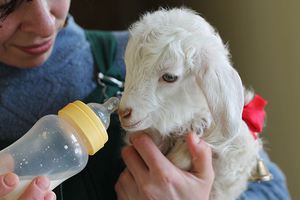 איך לטפל בילדים בצורה נכונה כללים לטיפול בילדים
