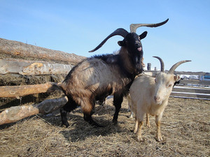 מהן התכונות של גידול עיזים בבית? הניואנסים של גידול עיזים בבית