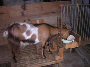 איך ומה להאכיל עיזים בבית האכלת עיזים בבית וכללי האכלה