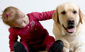תיאור אופי והתנהגות של כלבים לברדור