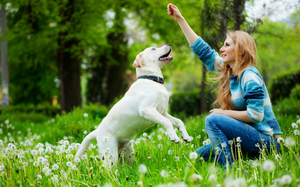 הנחיות לטיפול ואילוף של לברדור