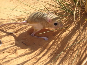 איך נראית ג'רבואה?