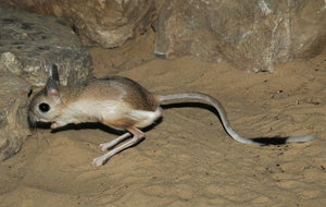 ג'רבואה קטנה