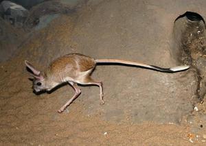 טושקגצ'יק בבית בית גידול של ג'רבואה