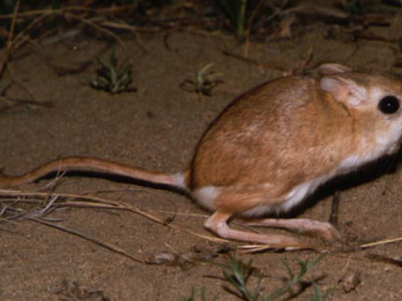 הג'רבואה היא בעל חיים מדברי. מה אוכל ג'רבואה?