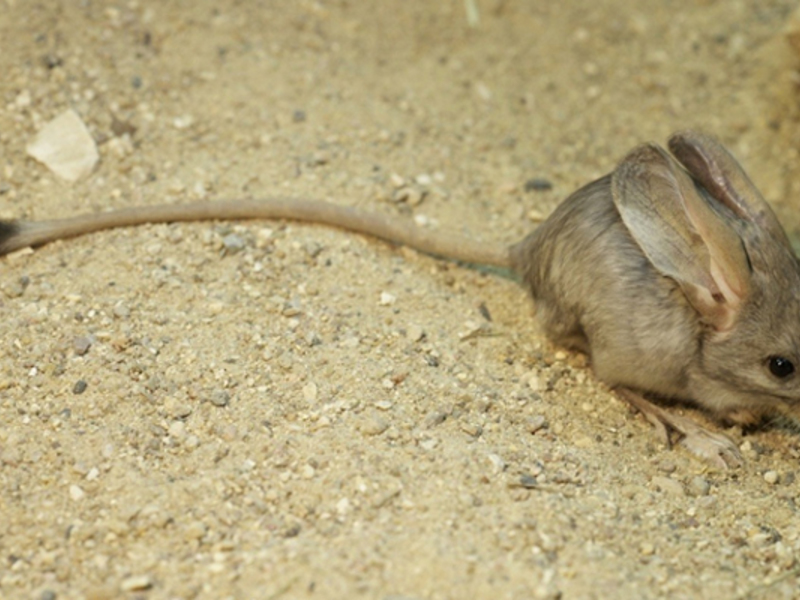 מה אוכל ג'רבואה? תזונת ג'רבואה