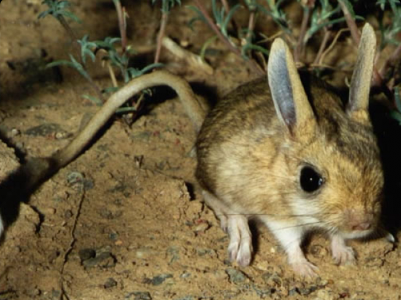מאפיינים חיצוניים של ג'רבואים שמירה על ג'רבואה בבית