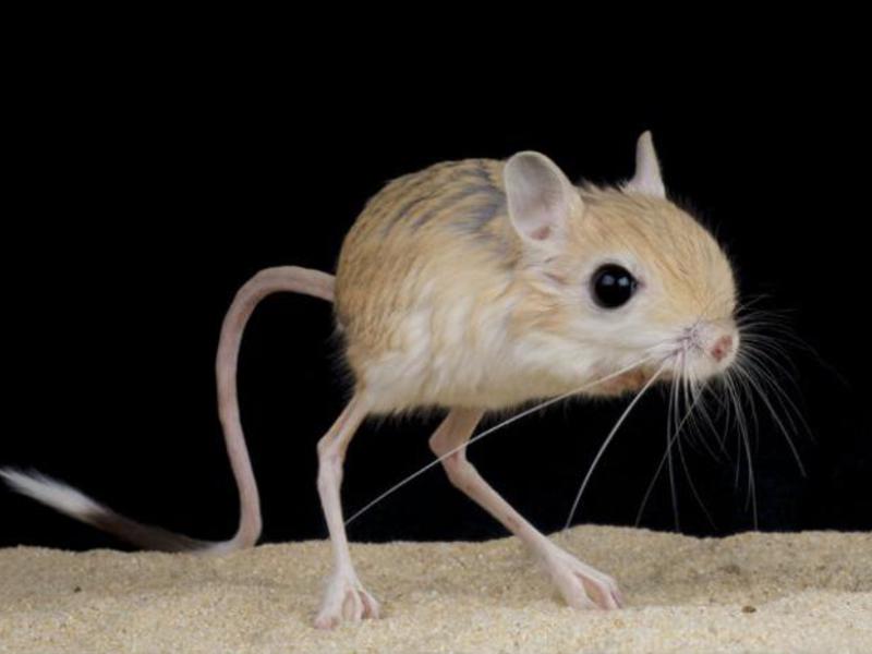 היכן שהג'רבואה מקננת ג'רבואה של חיה מדברית