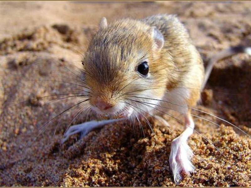 הג'רבואה היא בעל חיים מדברי. ג'רבואים אלה נמנים בין עשרת בעלי החיים הנדירות ביותר.