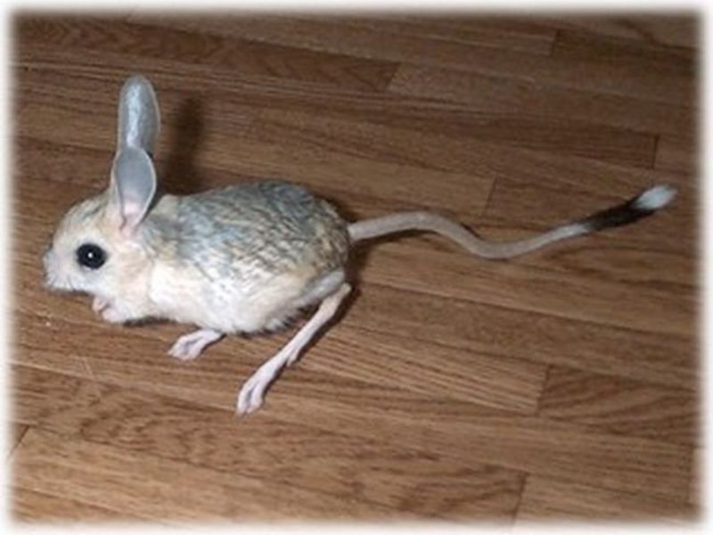 תיאור של ג'רבואים בית גידול של ג'רבואה