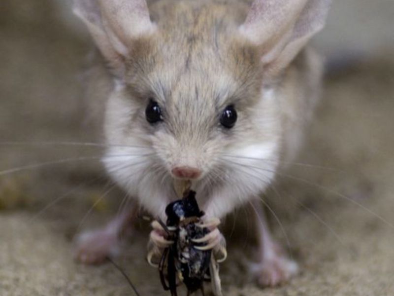 הג'רבואה היא בעל חיים של המדבר והערבה. רבייה של אכינואידים