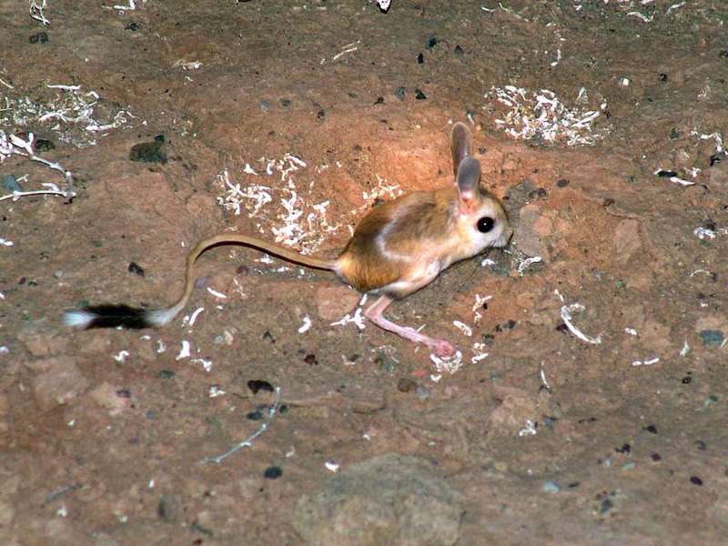 איך מתנהגת ג'רבואה? איך חיה ג'רבואה?