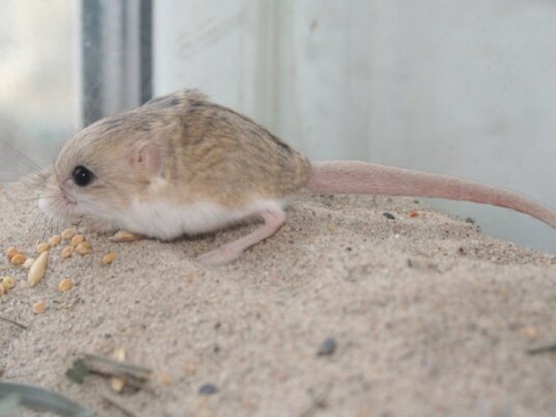 המראה של ג'רבואים תזונת ג'רבואה