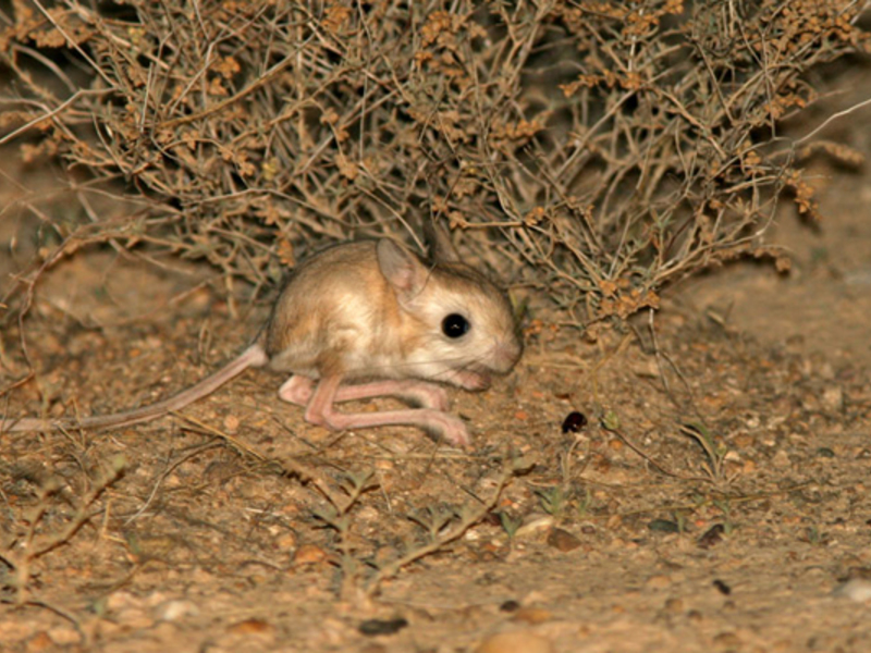 הג'רבואה היא בעל חיים של המדבר והערבה. תיאור הג'רבואה