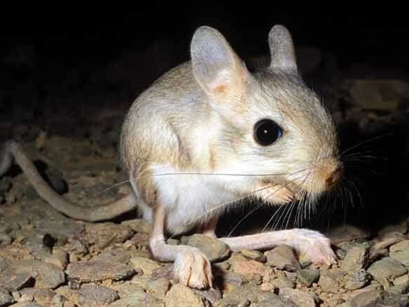 הג'רבואה היא בעל חיים מדברי. איך נראית ג'רבואה?