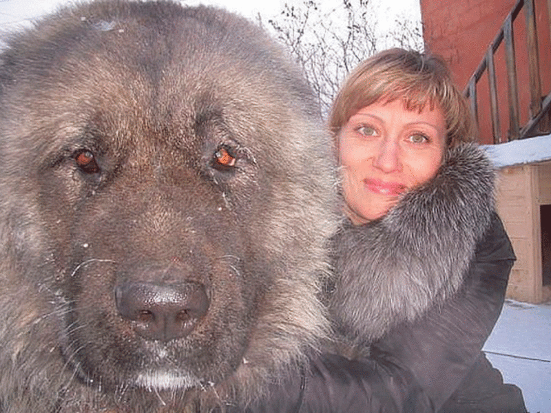 הם נקראים גם מגיני טיבט. איך נראה מסטיף טיבטי?