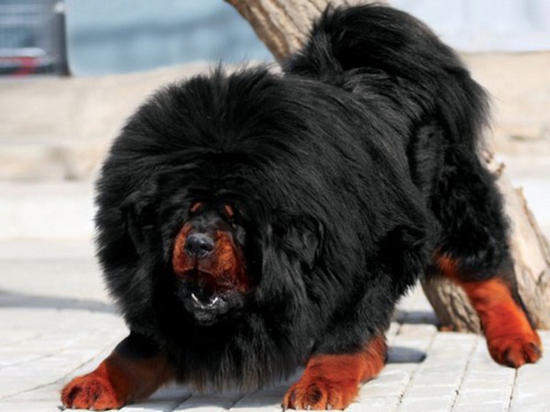 כלבים ענקיים איך לטפל במסטיף