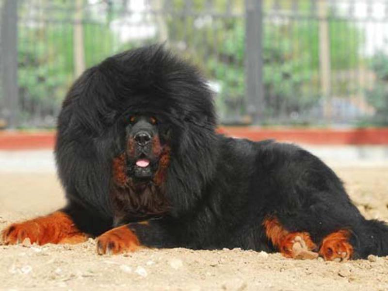 הם נקראים גם מגיני טיבט. מסטיפים טיבטיים