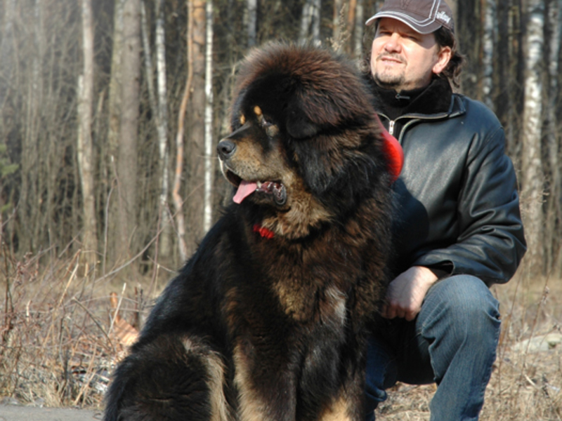 איך נראה מסטיף טיבטי? מראה ותיאור
