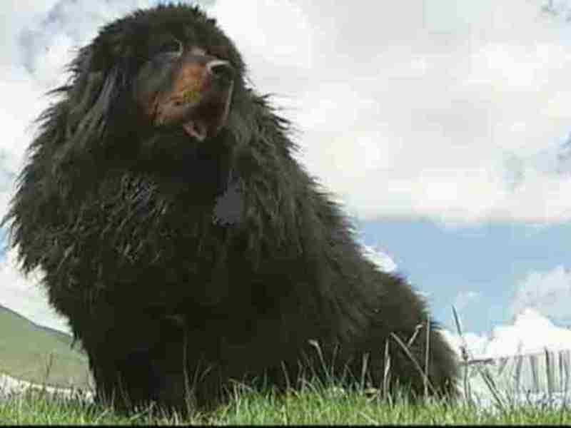 גזע כלבים מסטיף אנגלי מסטיף במראהו