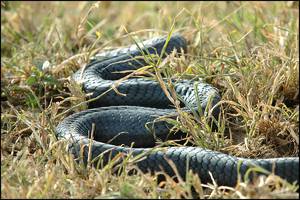 נחש קטלני של ממבה שחורה