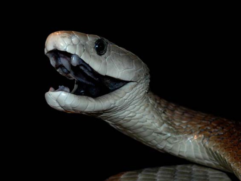 החיות המסוכנות ביותר באפריקה