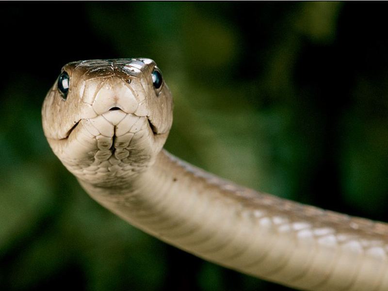 הממבה השחורה היא המגפה של אפריקה.