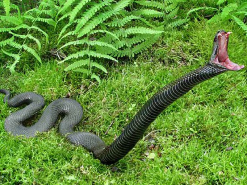 הממבה השחורה היא אחת הארסיות ביותר