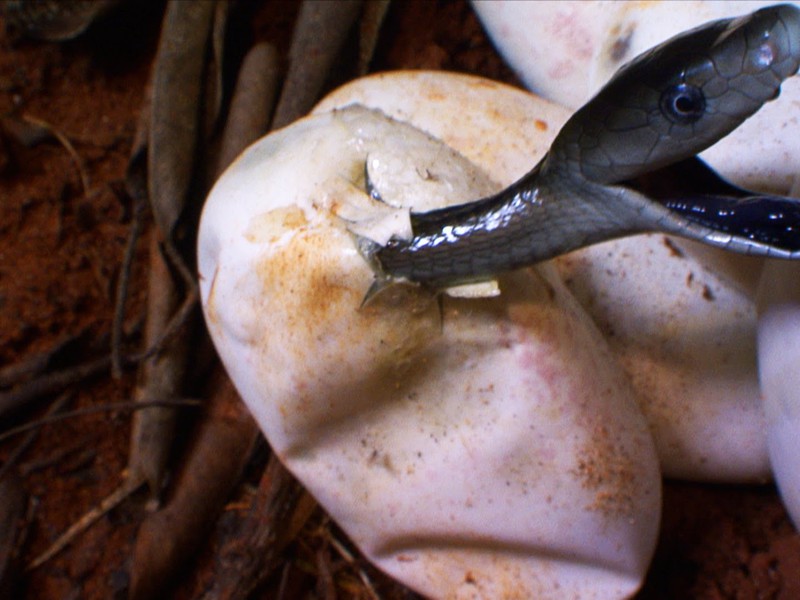 ממבה שחורה אפריקאית