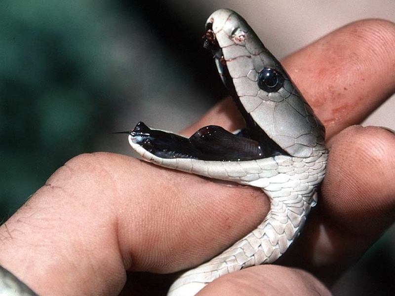 הממבה השחורה היא המגפה של אפריקה.