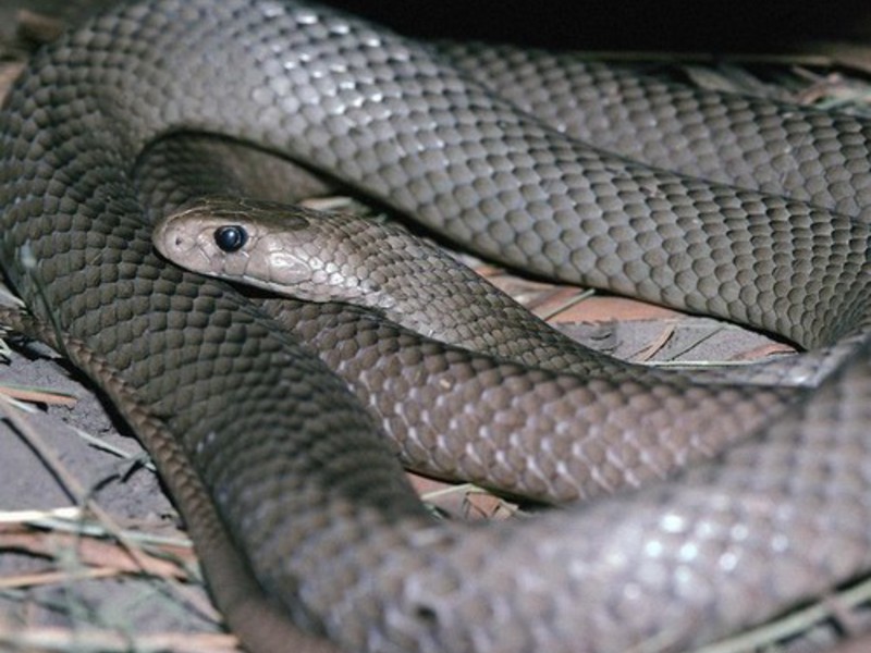 נחש קטלני של ממבה שחורה