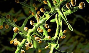 גזזת בכלבים: שלבים ראשוניים, שיא המחלה, תמונות של בעלי חיים