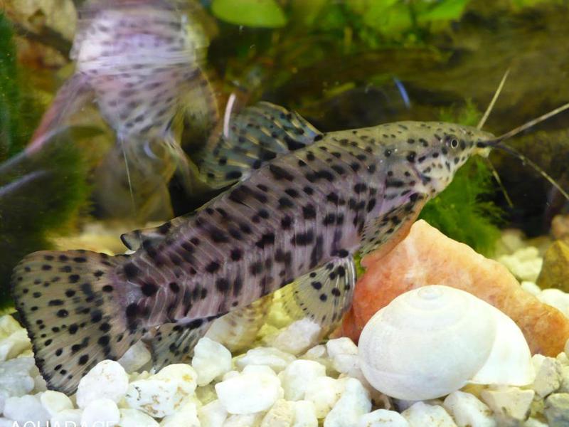 שפמנון אקווריום שפמנון אקווריום