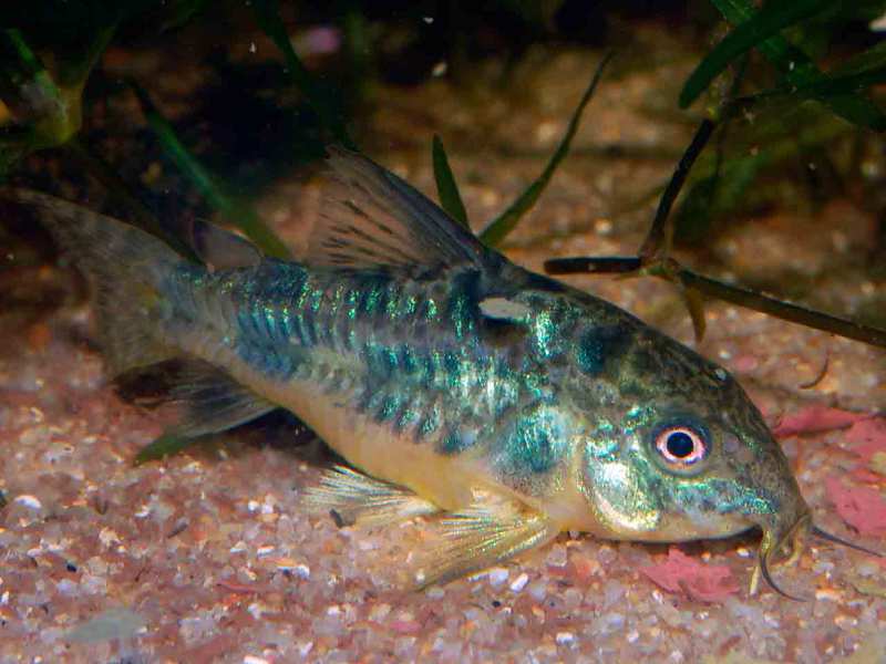 שפמנון מנומר האכלת שפמנון