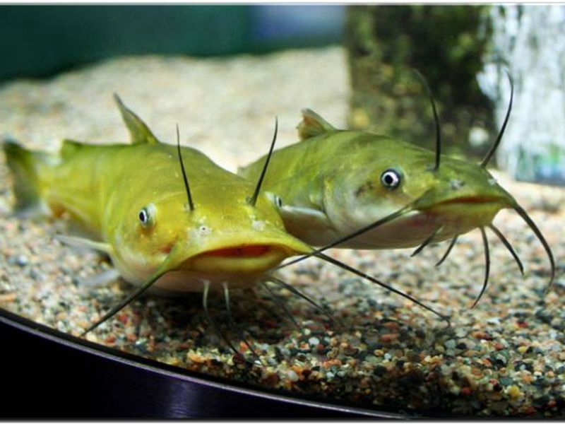 שפמנון אמריקאי שם של שפמנון