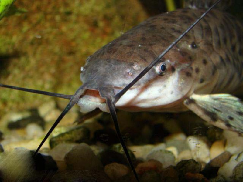 שפמנון טרקטום שפמנונים וזניהם