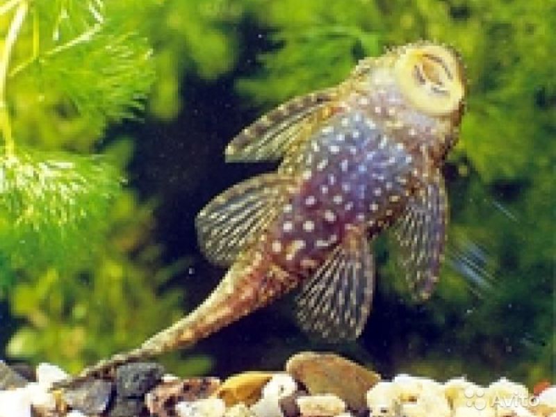 מיני שפמנונים באקווריום דג שפמנון אקווריום Ancistrus