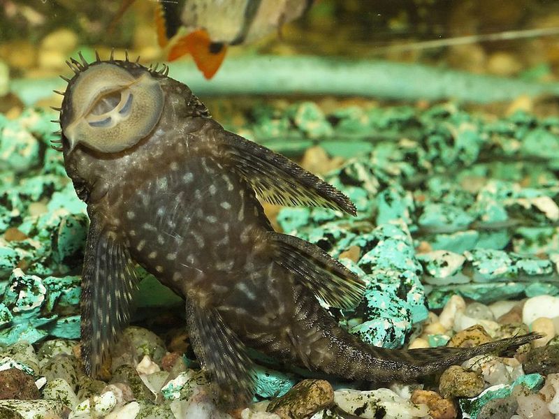 דג שפמנון אקווריום Ancistrus תוכן שפמנון