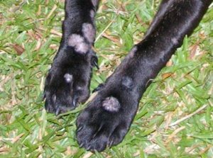 חזזית ורודה