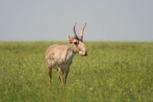 סאיגה או סאיגה