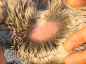 כיצד לטפל בגזזת