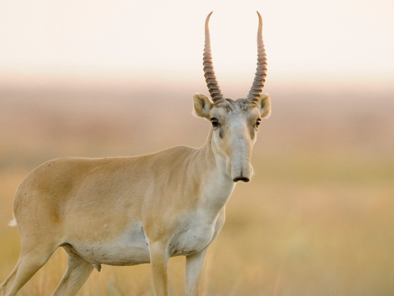 תיאורים של החיה סאיגה