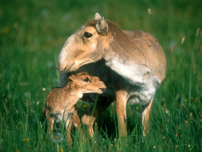 אנטילופת סאיגה