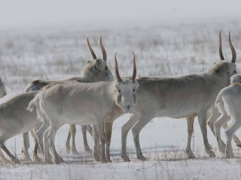 מה אוכל סאיגה?