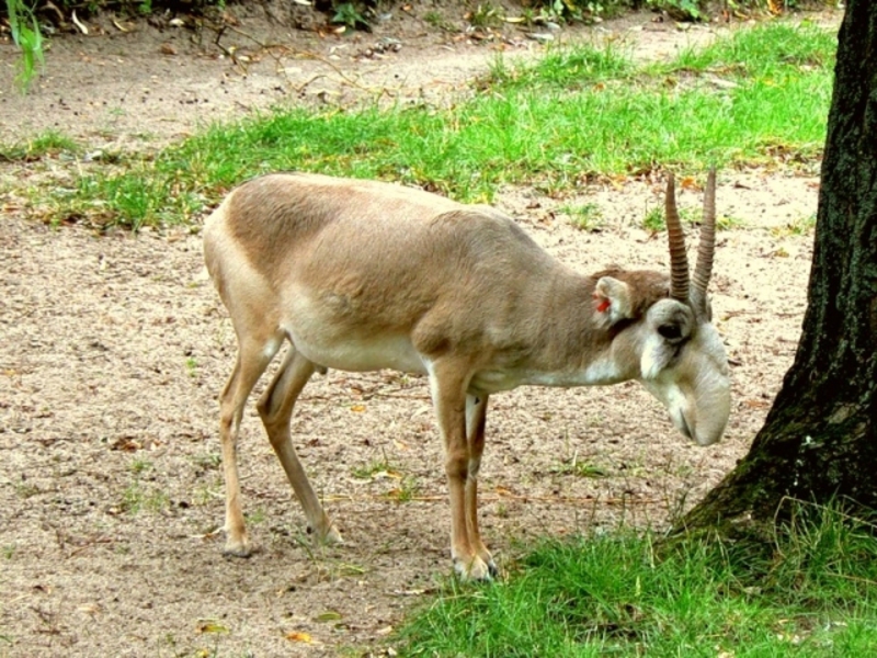 סאיגה או סאיגה