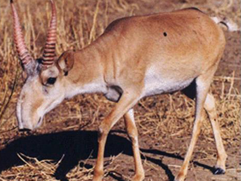 סוג פרווה של סאיגה