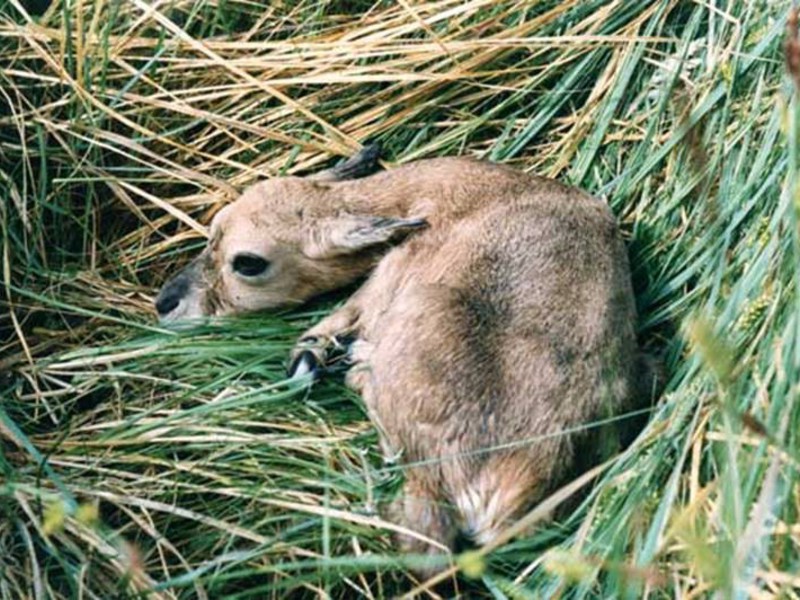 אנטילופת סאיגה